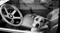 Assemblyman Marc Steinorth bill decriminalizing saving pets from hot cars passes state Senate