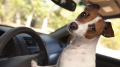 California to Allow Citizens to Rescue Dogs from Hot Cars - Assemblyman Marc Steinorth
