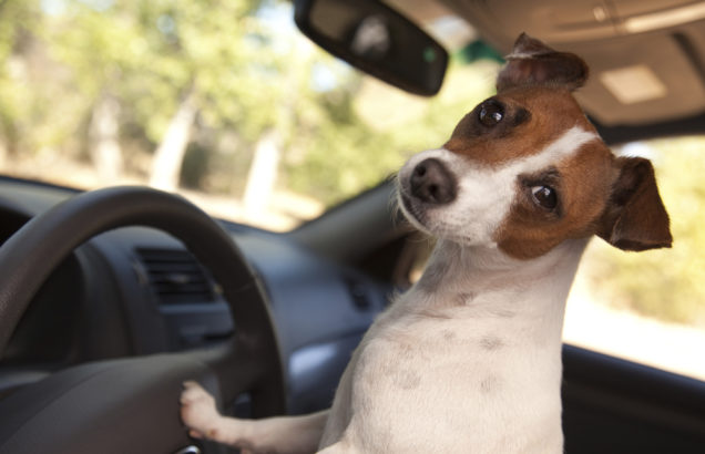 California to Allow Citizens to Rescue Dogs from Hot Cars - Assemblyman Marc Steinorth